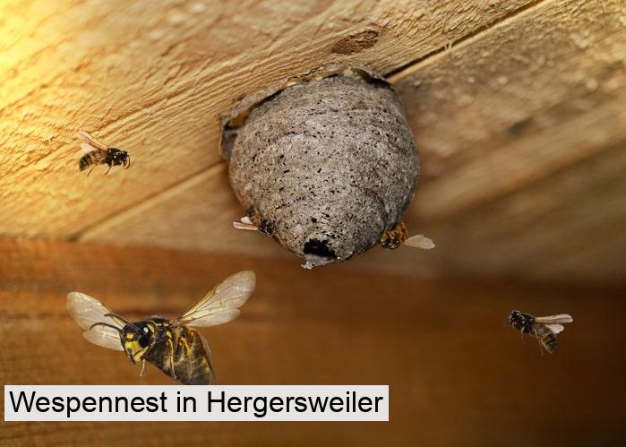 Wespennest in Hergersweiler